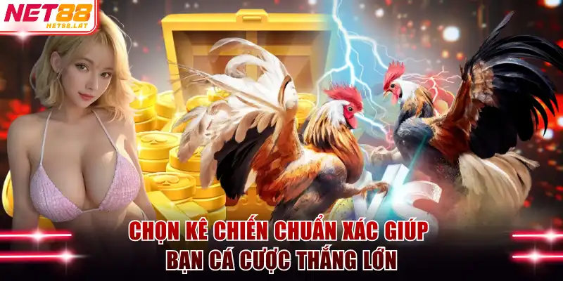 Chọn kê chiến chuẩn xác giúp bạn cá cược thắng lớn