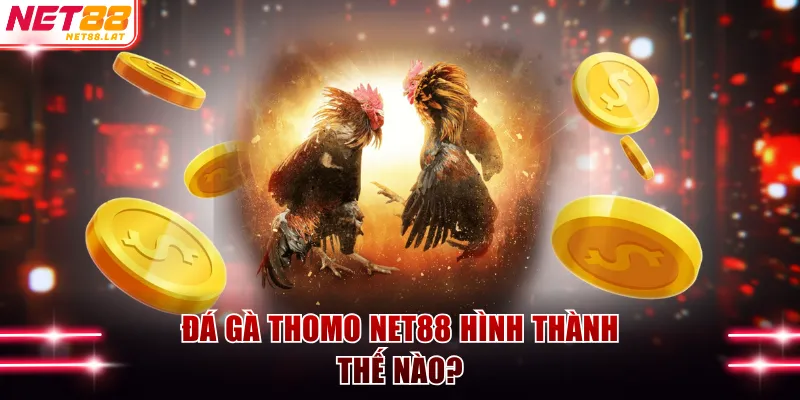 Đá gà Thomo NET88 hình thành thế nào?