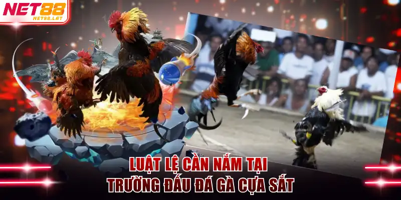 Luật lệ cần nắm tại trường đấu đá gà cựa sắt